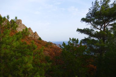 Güzel sonbahar renkli sonbahar orman Kırım '