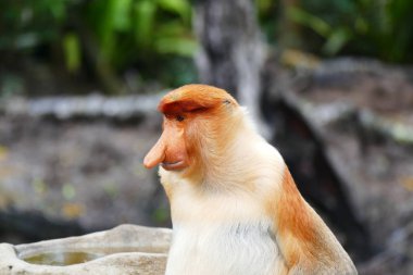 Güzel maymun Nasalis larvatus çerçevede bir tropik ada orman