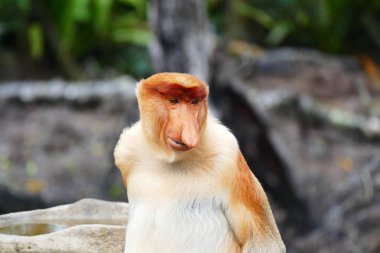 Güzel maymun Nasalis larvatus çerçevede bir tropik ada orman