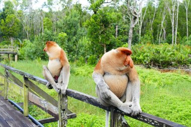 Güzel maymun Nasalis larvatus çerçevede bir tropik ada orman