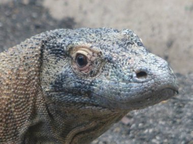 Doğa arka plan karşı poz güzel sürüngen yaşamak