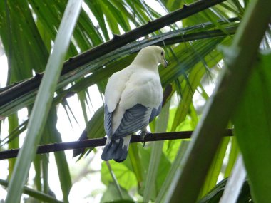 Görüntü bir fotoğraf ile doğal yeşil ve mavi gökyüzü arka plan üzerinde doğal koşullarda inanılmaz güzel bir güvercin