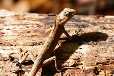 Doğa arka plan karşı poz güzel sürüngen yaşamak