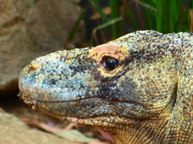 Doğa arka plan karşı poz güzel sürüngen yaşamak