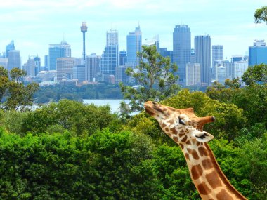Zürafalar beautul arka plan, Sydney şehir ile