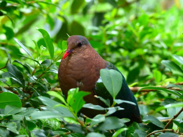 Belo pombo de beleza em folhas verdes . — Fotografia de Stock