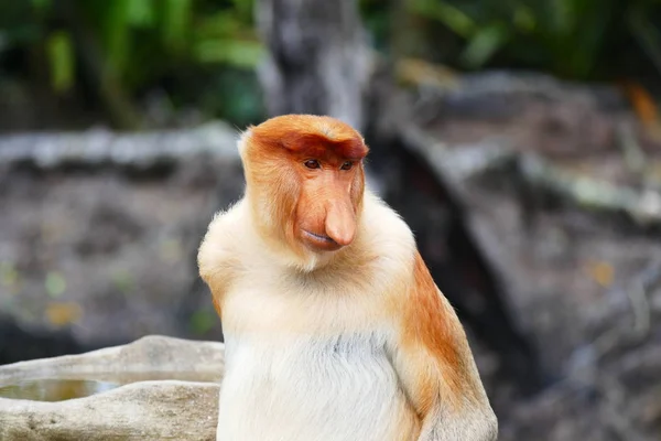 Prachtige aap Nasalis larvatus tegen een achtergrond van tropisch eiland jungle — Stockfoto