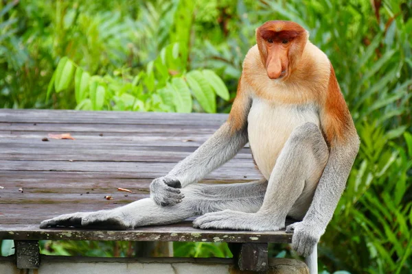 Bela macaco Nasalis larvatus contra um fundo de floresta tropical ilha — Fotografia de Stock