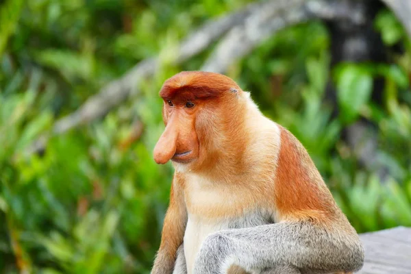 Beau nasach de singe Nasalis larvatus sur fond de jungle tropicale insulaire . — Photo