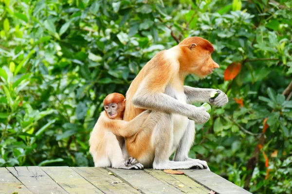 Szép monkey Nasalis larvatus hátterében a trópusi szigeten dzsungel — Stock Fotó