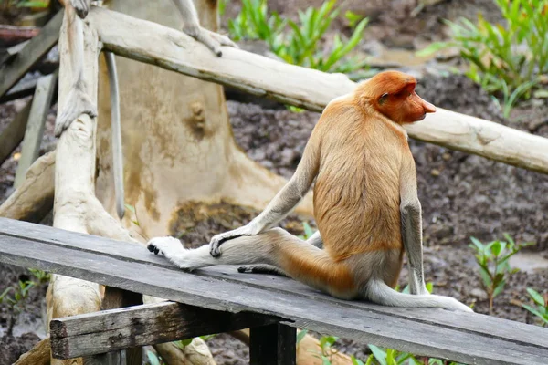 Belle larve de singe Nasalis sur fond de jungle tropicale insulaire — Photo