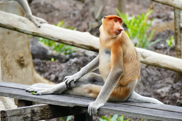 Bela macaco Nasalis larvatus contra um fundo de floresta tropical ilha — Fotografia de Stock