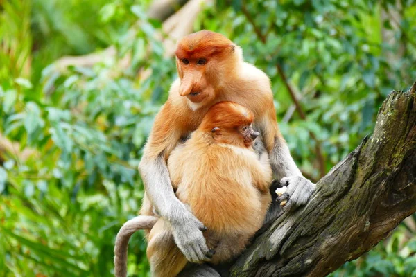 Szép monkey Nasalis larvatus hátterében a trópusi szigeten dzsungel — Stock Fotó