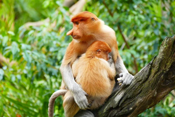 Bela macaco Nasalis larvatus contra um fundo de floresta tropical ilha — Fotografia de Stock