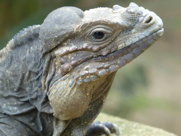 Live poserar vackra reptil mot naturen bakgrund — Stockfoto