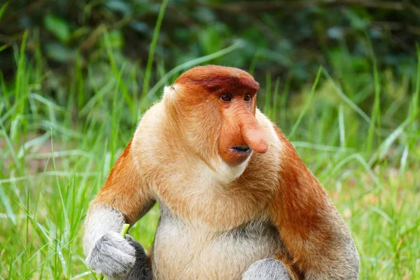 아름 다운 원숭이 열 대 섬 정글의 배경 Nasalis larvatus — 스톡 사진