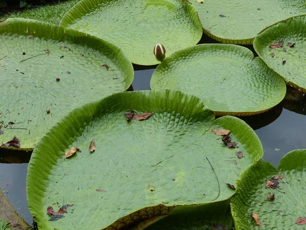 Increíblemente hermosa flor de loto en el fondo de agua azul y plantas verdes —  Fotos de Stock