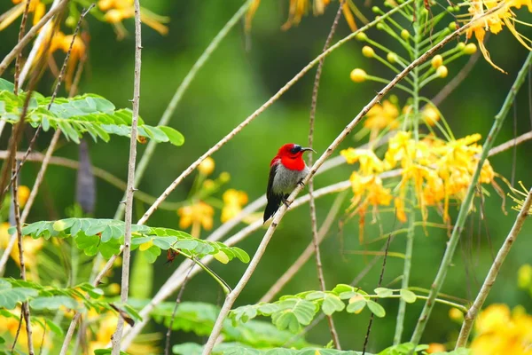 Beautiful tropical bird in flowers — Stock Photo, Image