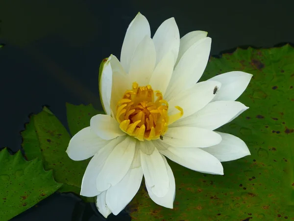 Amazingly beautiful flower blooming lotus on the background of blue water and plant greens — Stock Photo, Image