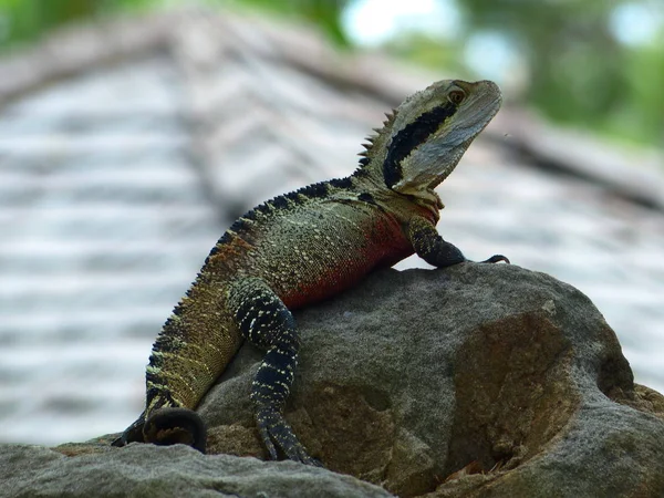 Live posing beautiful reptile against nature background — Stock Photo, Image