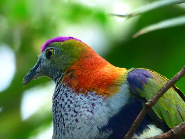 Imagem de uma foto com um pombo incrivelmente bonito em condições naturais em um fundo de vegetação natural e um céu azul — Fotografia de Stock