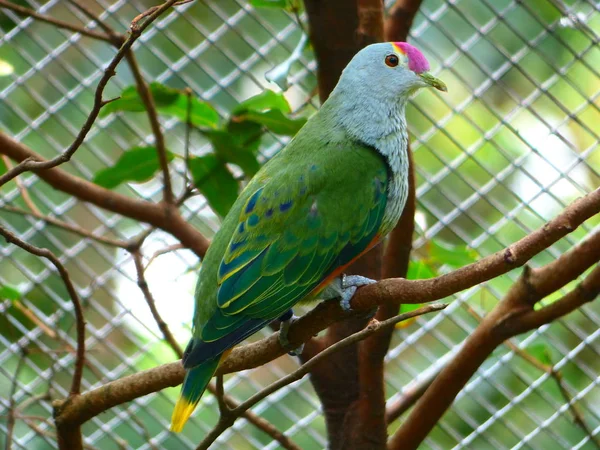 Image of a photo with an amazingly beautiful pigeon on a background of natural greenery and a blue sky — Stock Photo, Image