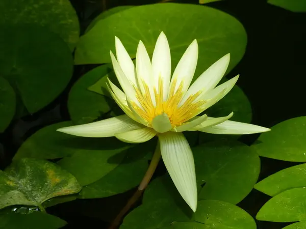 Amazingly beautiful flower blooming lotus on the background of blue water and plant greens — Stock Photo, Image