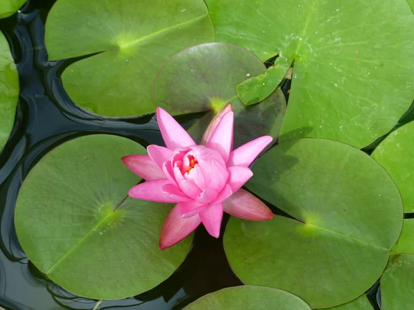 Amazingly beautiful flower blooming lotus on the background of blue water and plant greens — Stock Photo, Image