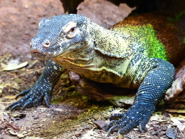 Foto renkli ejderha komodo — Stok fotoğraf