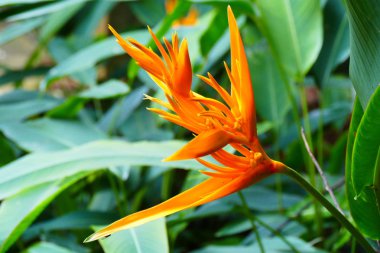 Büyüleyici bir doğa arka plan üzerinde egzotik tropik çiçekler açan