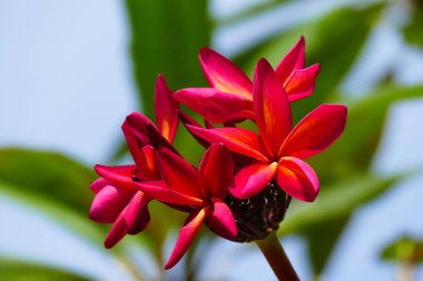 Büyüleyici bir doğa arka plan üzerinde egzotik tropik çiçekler açan