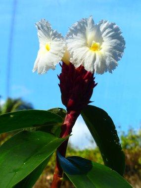 Büyüleyici bir doğa arka plan üzerinde egzotik tropik çiçekler açan