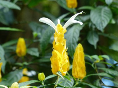 Büyüleyici bir doğa arka plan üzerinde egzotik tropik çiçekler açan