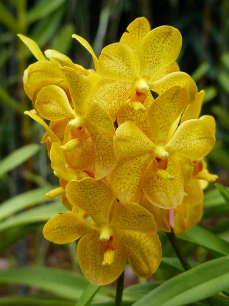 Flores tropicales exóticas florecientes encantadoras sobre un fondo natural —  Fotos de Stock