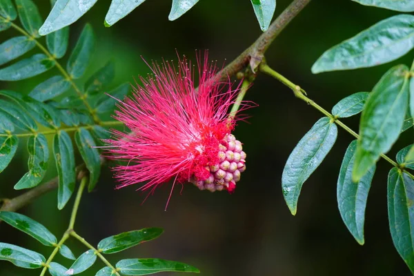 Charming blooming exotic tropical flowers on a nature background — Stock Photo, Image