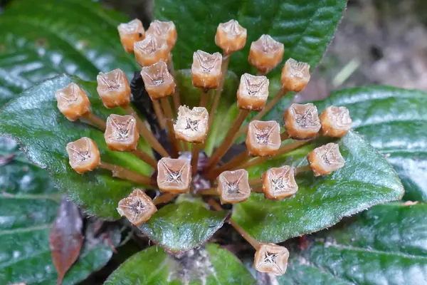 Charmante blühende exotische tropische Blumen auf einem Naturhintergrund — Stockfoto