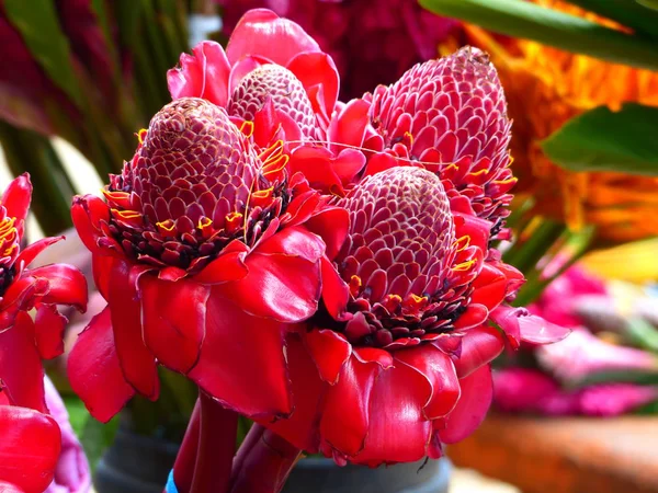 Büyüleyici bir doğa arka plan üzerinde egzotik tropik çiçekler açan