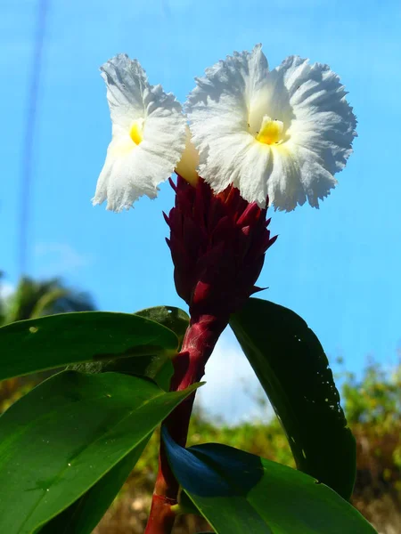 Büyüleyici bir doğa arka plan üzerinde egzotik tropik çiçekler açan