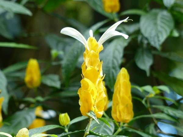 Büyüleyici bir doğa arka plan üzerinde egzotik tropik çiçekler açan