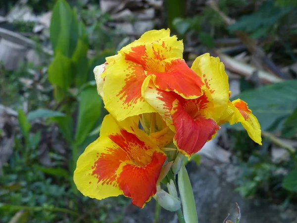 Flores tropicales exóticas florecientes encantadoras sobre un fondo natural —  Fotos de Stock