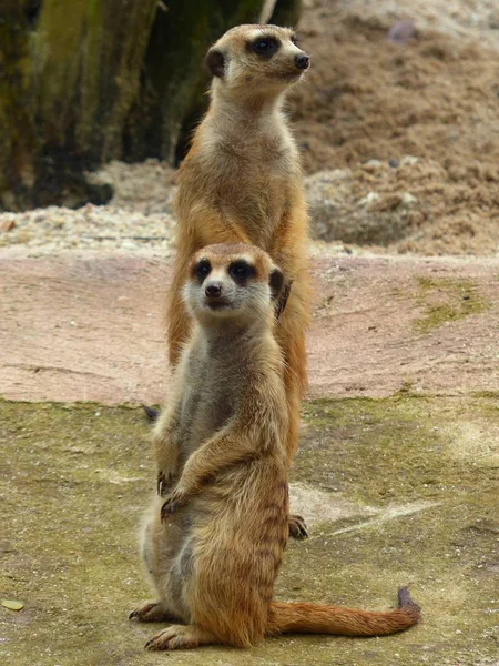 Encantadores suricatas en la naturaleza — Foto de Stock