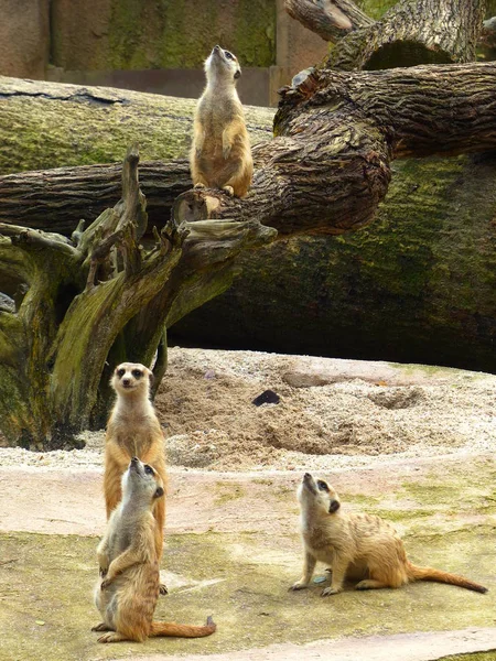 Encantadores suricatas en la naturaleza — Foto de Stock