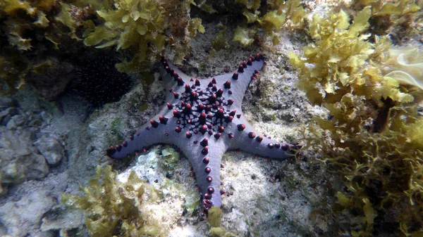 Hermosas estrellas de mar sobre el fondo del fondo arenoso —  Fotos de Stock