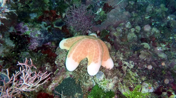 Beautiful sea stars against the background of the sandy bottom — Stock Photo, Image