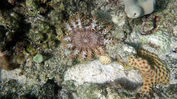 Hermosas estrellas de mar sobre el fondo del fondo arenoso —  Fotos de Stock