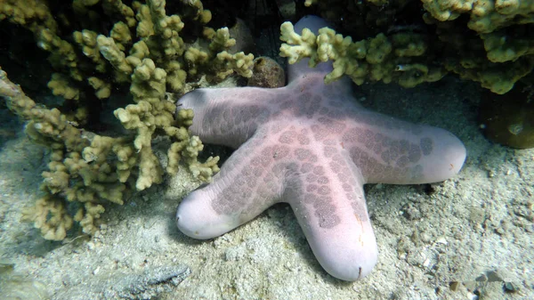 Beautiful sea stars against the background of the sandy bottom