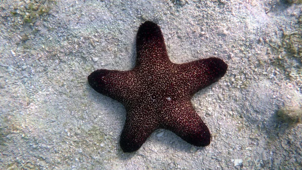 Indah bintang laut terhadap latar belakang dasar berpasir — Stok Foto