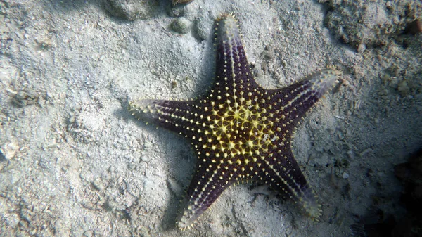 Hermosas estrellas de mar sobre el fondo del fondo arenoso — Foto de Stock