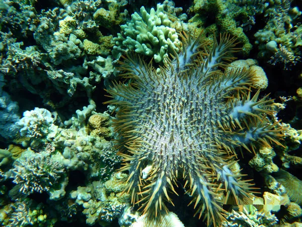 Hermosas estrellas de mar sobre el fondo del fondo arenoso —  Fotos de Stock