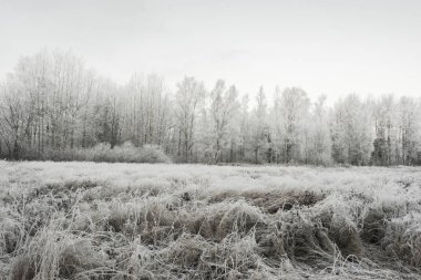 Kış ve kar Rusya'da